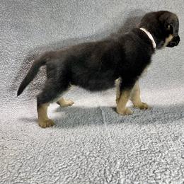 German Shepherd Puppies from American Viking GSD Ranch