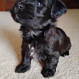 Cocoa - Black male Havanese puppy in Kinston, North Carolina from Court Jester Havanese and Prissy Diva Russian Salon Dogs