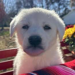 Boy 2 - German Shepherd puppy from Twila Ruth Herot