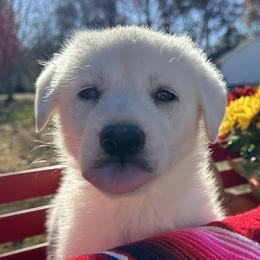 Boy 2 - German Shepherd puppy from Twila Ruth Herot