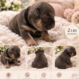 Girl 1 - Blue female French Bulldog puppy in Waldorf, Maryland from Holistic Frenchies