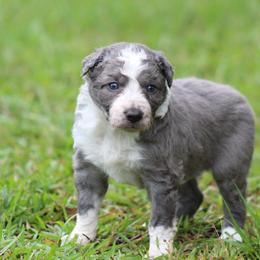 Wick - Slate male Border Collie puppy in Tylertown, Mississippi from Cool Meadow Farms
