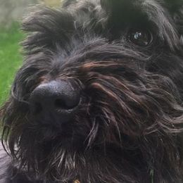 Schnoodles from Isla Skye Puppies