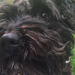 Schnoodles from Isla Skye Puppies