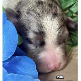 Jorbi - Blue merle male Australian Shepherd puppy in Bethany, Connecticut from Wynter Thyme Manor Australian shepherds