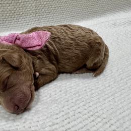 Light Pink - Red  female Goldendoodle puppy in Lebanon, Pennsylvania from Homespundoodles