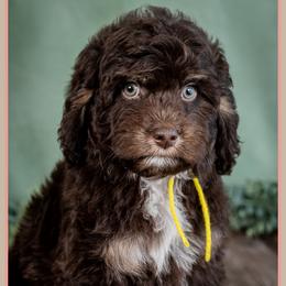 Mashey - Phantom female Bernedoodle puppy in Connersville, Indiana from Deaz Doodle Ranch