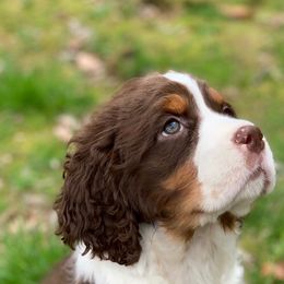 English Springer Spaniel Puppies from Brandywine Springers