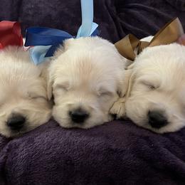 Boy 1 - Light golden male Golden Retriever puppy in Clinton, South Carolina from Happy Home English Cream Golden Retriever Breeders of SC