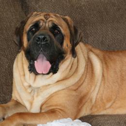 Mastiffs from Kasota Farm