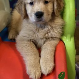 Golden Retriever and Siberian Husky Puppies from Nevani Goldens & Siberians