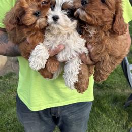 Cavapoo Puppies from Buttercup Doodles