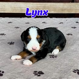 Lynx - Tri-color male Bernedoodle puppy in Banner Elk, North Carolina from Walnut Tree Bernedoodles