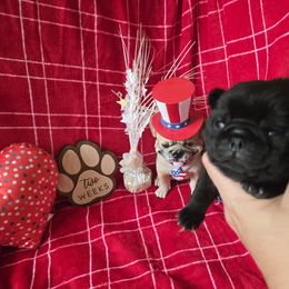 Boy 2 - Black male Pug puppy in Keysville, Georgia from Rollee Pollee Pugs