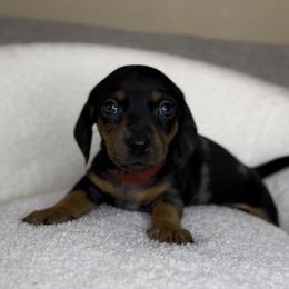 Dachshund and French Bulldog Puppies from AZ Royal Doxies llc