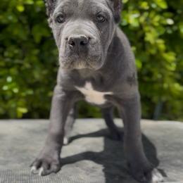 Girl 1 - Gray female Cane Corso puppy in California from Donato Kennels
