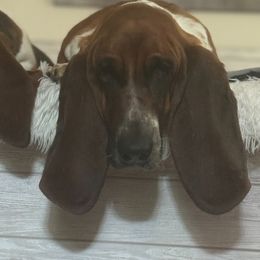 Lily - Basset Hound
