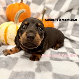 Black and Tan Girl 1 - Black and tan female Dachshund puppy in Aiken, South Carolina from Riverside Dachshunds