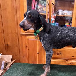 Jericho - Bluetick Coonhound