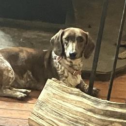 Skye - Dachshund
