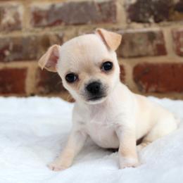 Plum - Cream female Chihuahua puppy in Forsyth, Georgia from Brooks Grove Canines LLC