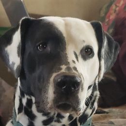 Magick  - Dalmatian