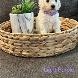 Goldendoodle Puppies from Pacific Goldendoodle, LLC