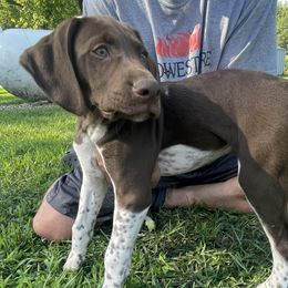 Boy 5 - Liver and white German Shorthaired Pointer puppy in Ellsworth, Minnesota from Zitzloff’s Pointers