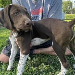 Boy 5 - Liver and white German Shorthaired Pointer puppy in Ellsworth, Minnesota from Zitzloff’s Pointers