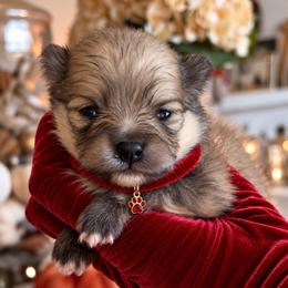 Red Collar - Cream sable male Pomeranian puppy in Monroe, Georgia from Beastly Beauties Huskies & Pomskies