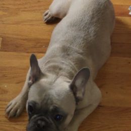 French Bulldogs from Taynaycious Paws