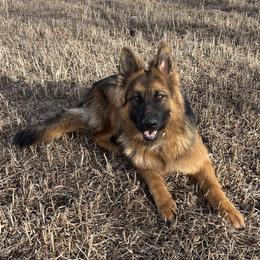 Nova - German Shepherd