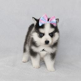 Hershey Blue Eyes - Black and white female Pomsky puppy in Stockton, Utah from Mischa Nelson