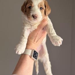 Goldendoodle Puppies from King Family Doodles