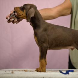 Blue collar - Red and rust male Doberman Pinscher puppy in Santa Clarita, California from Riviera Dobermans