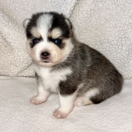 Pomsky Puppies from Sterling Pomskies