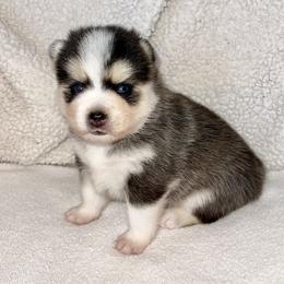 Pomsky Puppies from Sterling Pomskies