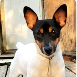 Miniature Pinscher and Toy Fox Terrier All Grown Up from Amberfaye's Min Pins and Toy Fox Terriers