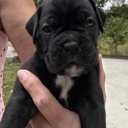 Liberty - Brindle female Boxer puppy in Taft, Tennessee from Hillbillie Boxers