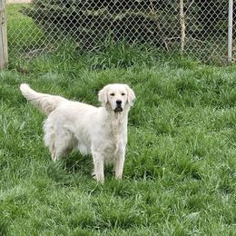 Willow - Golden Retriever
