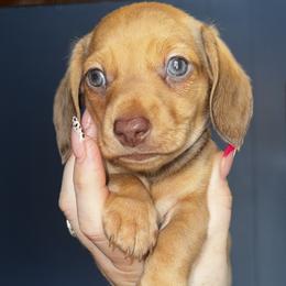 Girl 1 - Cream female Dachshund puppy in Martin, Georgia from Dachshund heaven