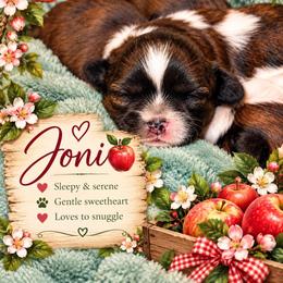 Jonagold (Joni) - Sable and white female Shih Tzu puppy in Cordova, Maryland from Harlequins Shih Tzu