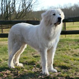 Sam - Great Pyrenees