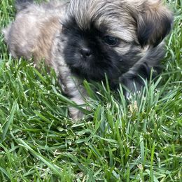 Shih Tzu Puppies from Wachowicz Shihtzu