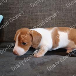 Dwight - Piebald male Dachshund puppy in Blanchard, Oklahoma from Dusty Road Doxies