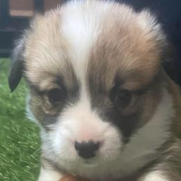 Scooby - Sable male Pembroke Welsh Corgi puppy in Adairsville, Georgia from R&R Corgis
