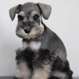 Miniature Schnauzer Puppies from Snowflake Schnauzers