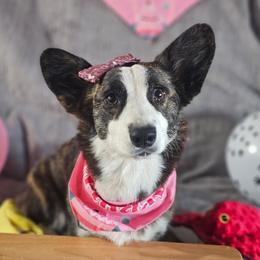 American Corgi puppies from Porter Creek Corgis