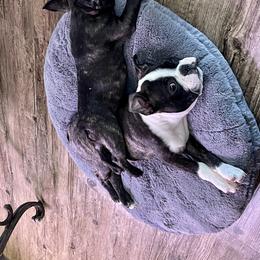 Boston Terrier Puppies from Bonze Boston Terriers