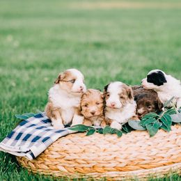 Aussiedoodle and Poodle Puppies from Out West Doodles
